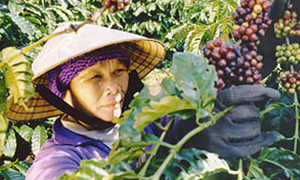Coffee farmer in Vietnam