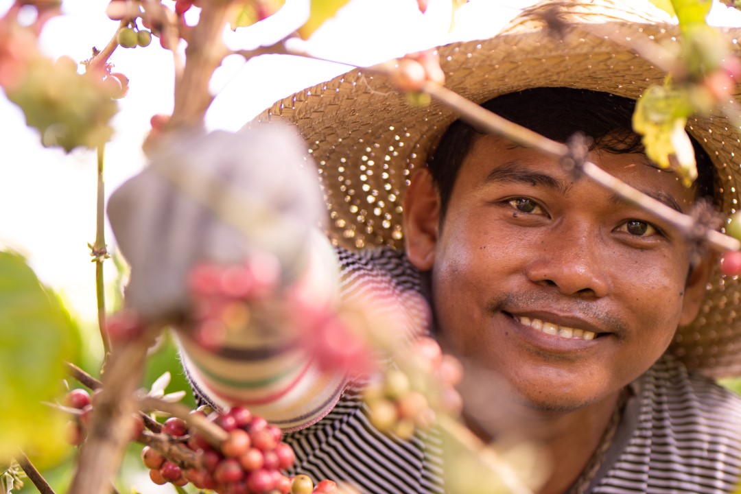 NESCAFÉ Plan Coffee Farmer picking