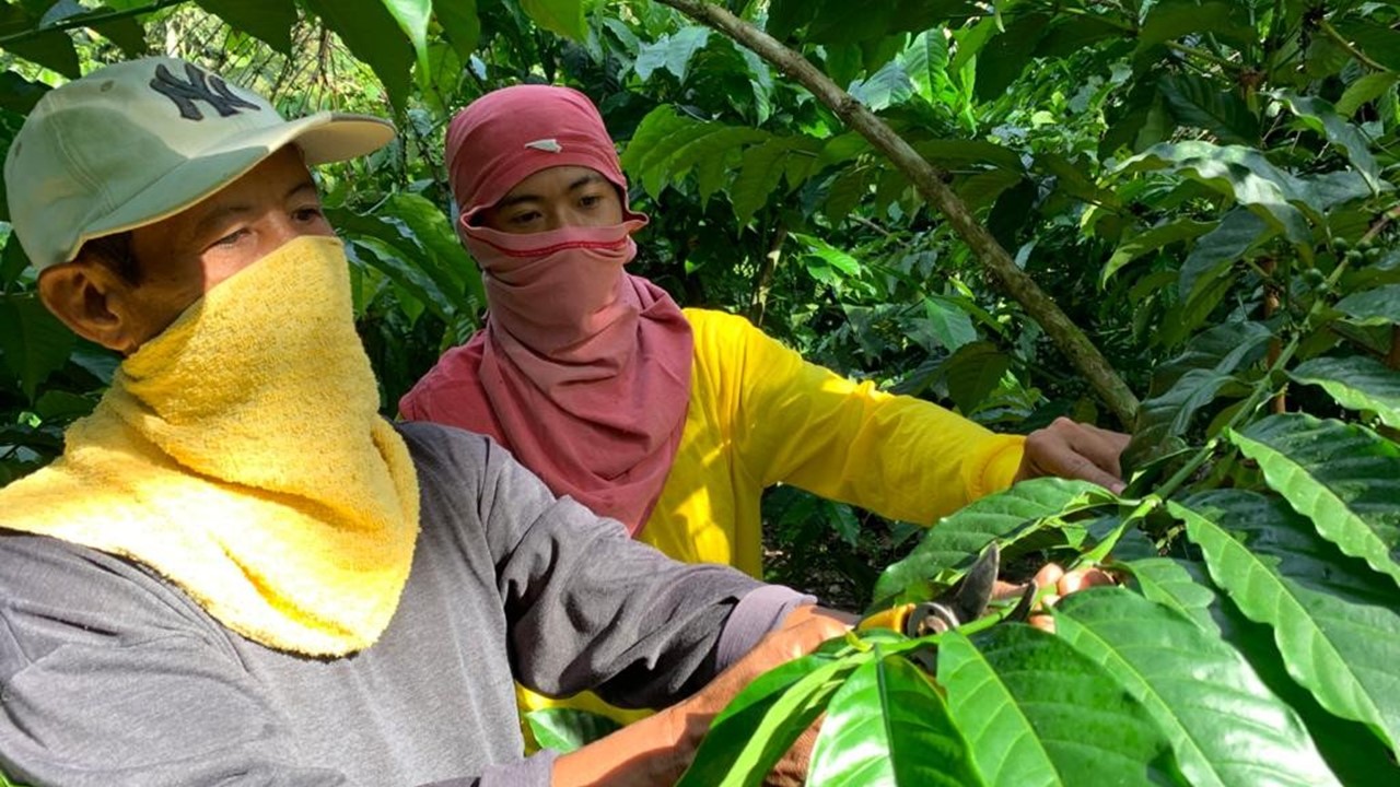 Training youth coffee farmers