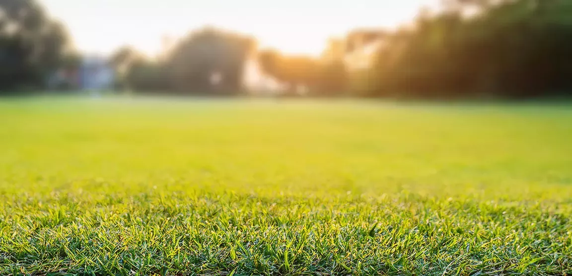 Green field