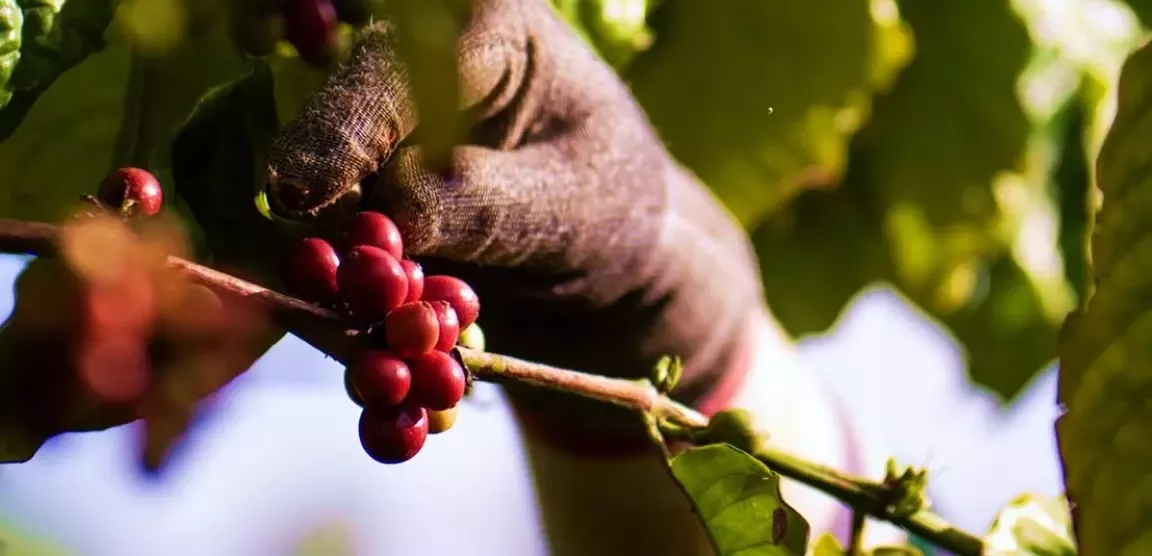 Hand with berries