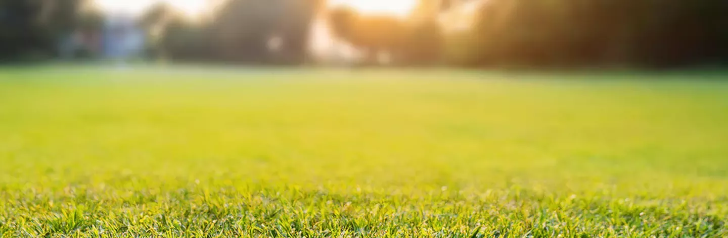 Green field