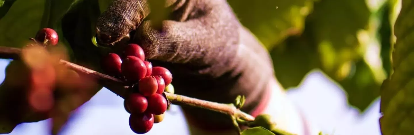 Hand with berries