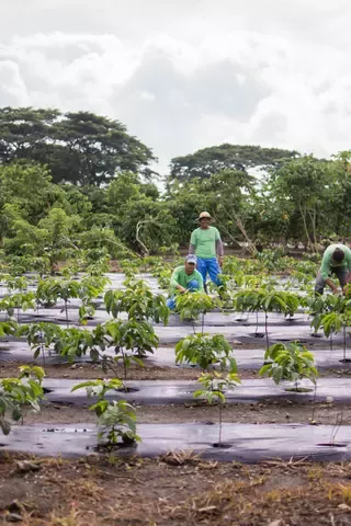 Nescafé Plan farm workers