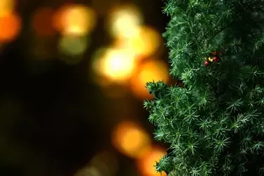 12 Rs of Christmas