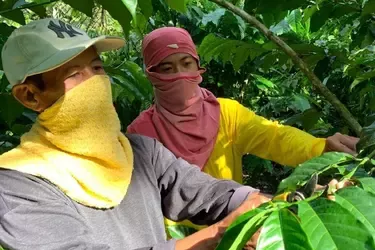 Training youth coffee farmers